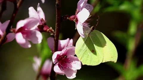 Common brimstone butterfly pollinating peach blossom in spring Stock Footage 345111294