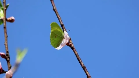 Common brimstone butterfly pollinating peach blossom in spring Stock Footage 345111361