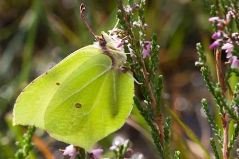 Common brimstone on Common heather Stock Photos