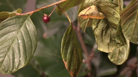 Common brimstone emerge from pupa Stock Footage 126347151
