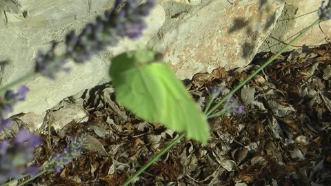 Common brimstone Video stock 197836663