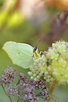 Common Brimstone Stock Photos