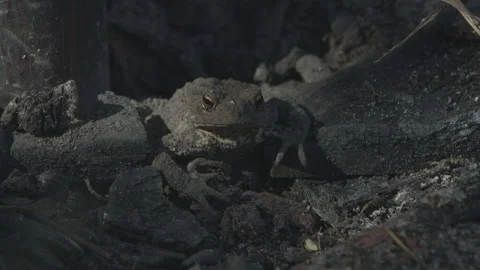 Common British Toad 스톡 동영상 137021710
