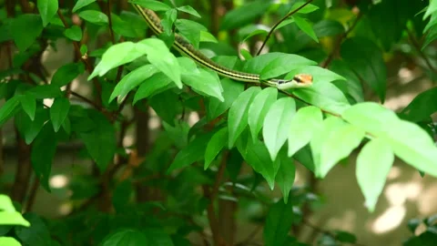 Common Bronzeback Snake on green leaf Stock Footage 260222993