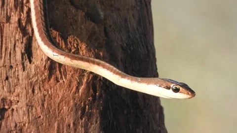 Common Bronzeback Tree Snake in - Eyes . Stock Footage 255708180
