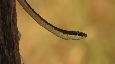 Common Bronzeback Tree Snake . Stock Footage 255818689