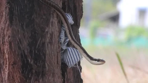 Common Bronzeback Tree Snake . looking for food . Stock Footage 255818686