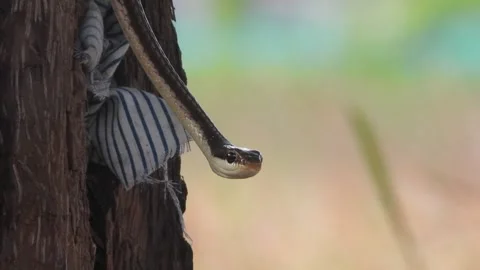 Common Bronzeback Tree Snake Looking in camera . Stock Footage 255818714