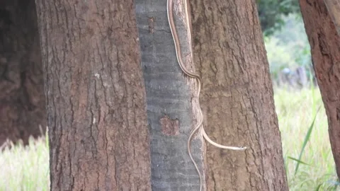 Common Bronzeback Tree Snake in  pry. Stock Footage 255708209