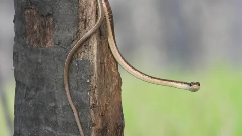 Common Bronzeback Tree Snake in  pry - Playing . Stock Footage 255708214