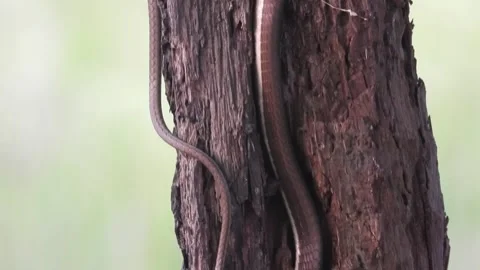 Common Bronzeback Tree Snake relaxing on wood . Stock Footage 255708200