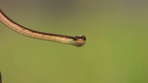 Common Bronzeback Tree Snake in wind . Stock Footage 255632951
