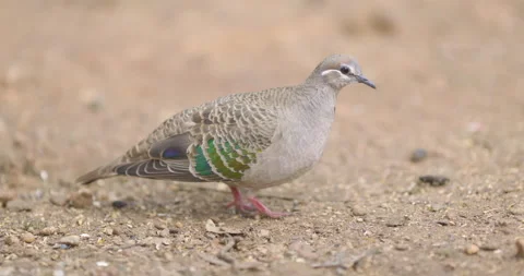 Common bronzewing pigeon dove found in Western Australia. 스톡 동영상 138787807