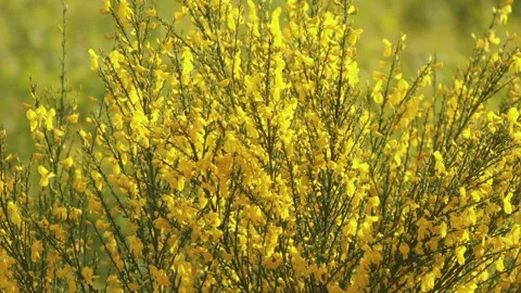 Common broom branches waving in wind with yellow flowers in 4k Video stock 327557958