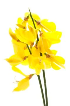 Common broom Stock Photos