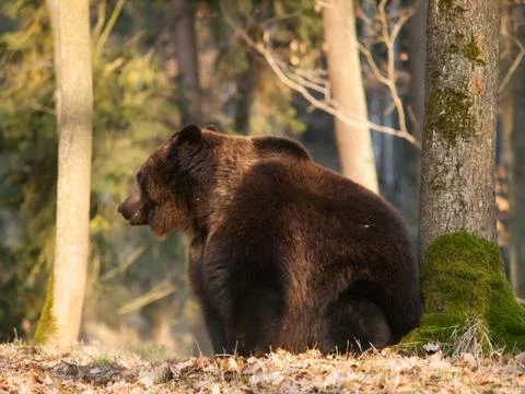 Common brown bear siting in forest - Ursus arctos Stock Photos