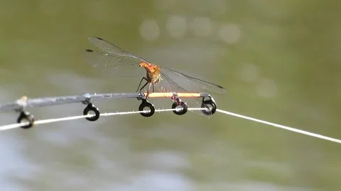 Common brown dragonfly at the end of the feeder close-up Stock Footage 156677226