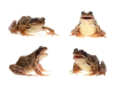 Common brown frog Stock Photos