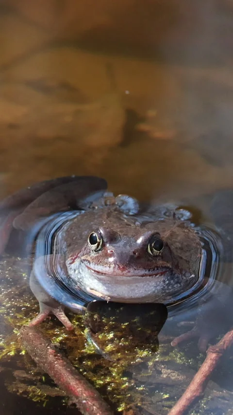 Common Brown Frog Resting in Shallow Water Near Mossy Log. Vertical. Video stock 306188474