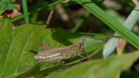 Common brown grasshopper Video stock 323444139