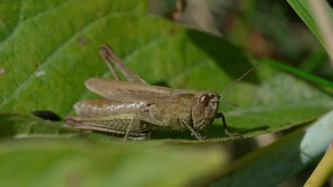 Common brown grasshopper Stock Footage 323444175