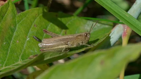 Common brown grasshopper Stock Footage 323444224