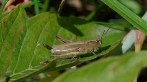 Common brown grasshopper Stock Footage 323444296