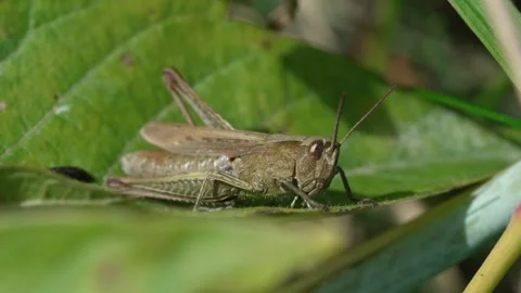 Common brown grasshopper Stock Footage 323444534