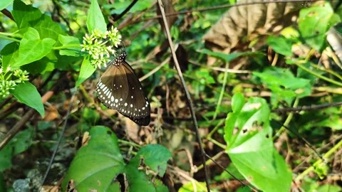 Common Brown Indian Crow (Euploea core) Butterfly Flying Over Green Foliage.. Stock Footage 323461006