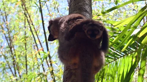 Common Brown Lemur - with baby (Eulemur rufus), Endangered, endemic.Madagascar Stock Footage 261571380