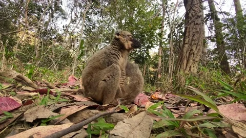 Common brown lemur, Eulemur fulvus - Park National de Mantadia, Magagascar. Lemu Stock Footage 221093774