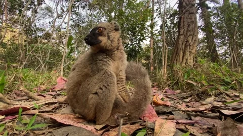Common brown lemur, Eulemur fulvus - Park National de Mantadia, Magagascar. Lemu Stock Footage 221093838