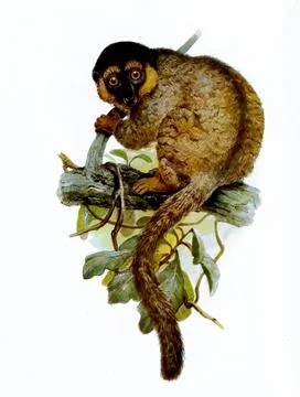 Common brown lemur Eulemur fulvus primate species from the common maki family Stock Illustration