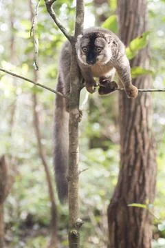 Common Brown Lemur (Eulemur fulvus), Lemur Island, Andasibe, Eastern Madagascar Stock Photos