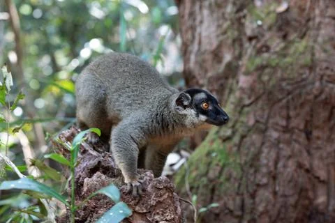Common brown lemur, Eulemur fulvus, Madagascar wildlife Stock-Fotos