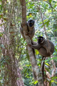 Common brown lemur, Eulemur fulvus, Madagascar wildlife animal Foto stock