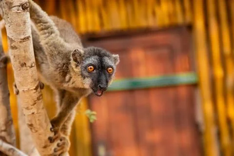 Common brown lemur (Eulemur fulvus) with orange eyes. Foto stock