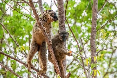 Common brown lemur (Eulemur fulvus) with orange eyes. Stock Photos