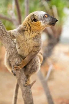 Common brown lemur (Eulemur fulvus) with orange eyes. Stock Photos