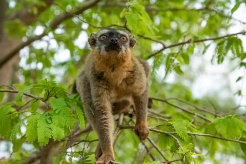 Common brown lemur Eulemur fulvus with orange eyes. Stock Photos