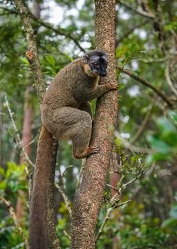Common brown lemur - Eulemur fulvus - holding on a tree, blurred forest in .. Foto stock