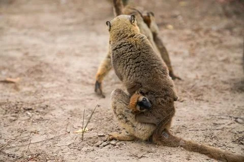 Common brown lemur (Eulemur fulvus) with orange eyes. Stock Photos