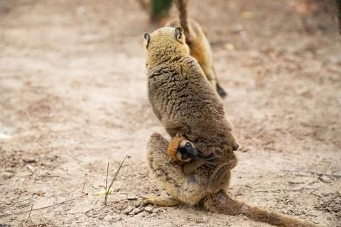 Common brown lemur (Eulemur fulvus) with orange eyes. Stock Photos