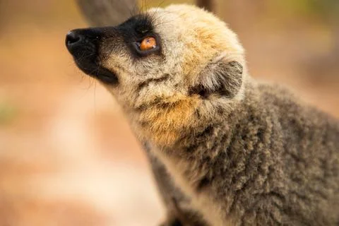 Common brown lemur (Eulemur fulvus) with orange eyes. Foto stock