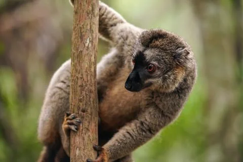 Common brown lemur - Eulemur fulvus - holding on a tree looking to side, ra.. Stock Photos