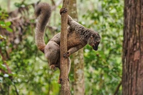 Common brown lemur - Eulemur fulvus - holding on a tree, blurred forest in .. Stock Photos