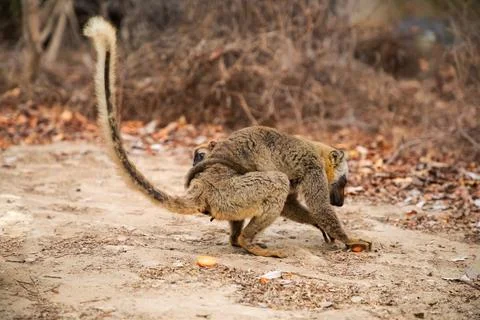 Common brown lemur (Eulemur fulvus) with orange eyes. Stock Photos