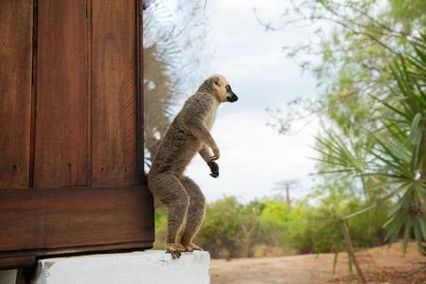 Common brown lemur (Eulemur fulvus) with orange eyes. Stock Photos
