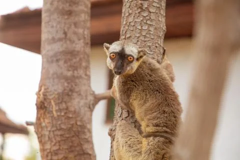 Common brown lemur (Eulemur fulvus) with orange eyes. Stock Photos