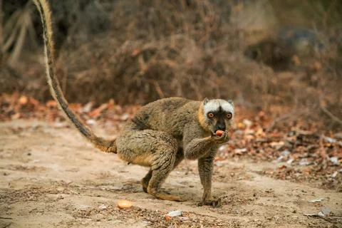 Common brown lemur (Eulemur fulvus) with orange eyes. Stock Photos